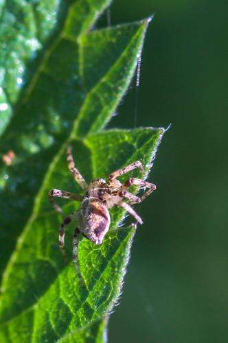 Philodromus sp.